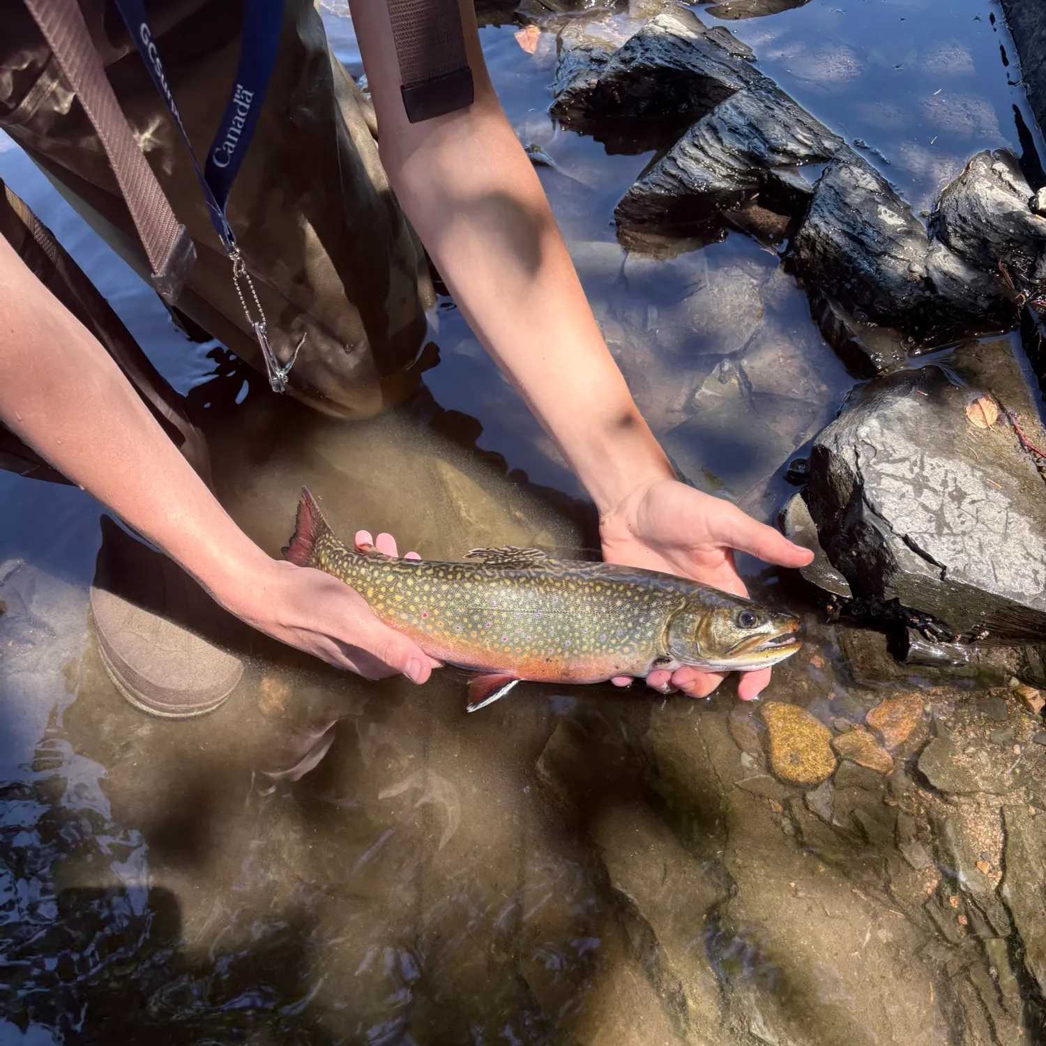 Brook trout caught on Fishbrain