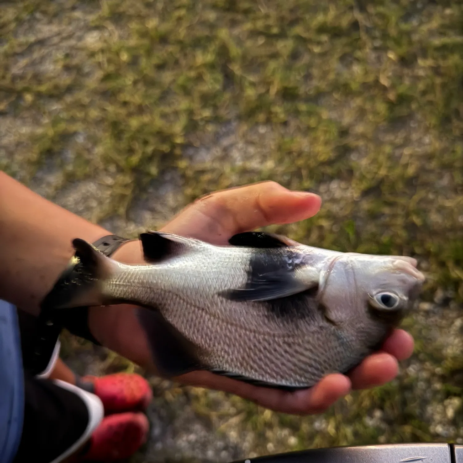 The most recent Black margate catches on Fishbrain