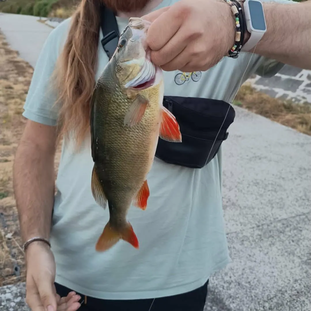 European perch caught on Fishbrain