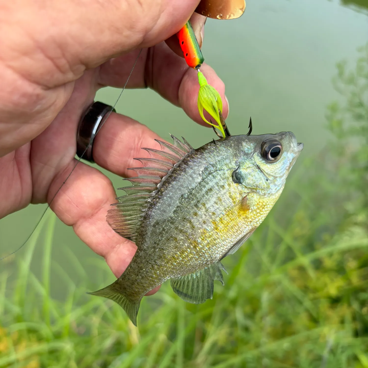 Bluegill caught on Fishbrain