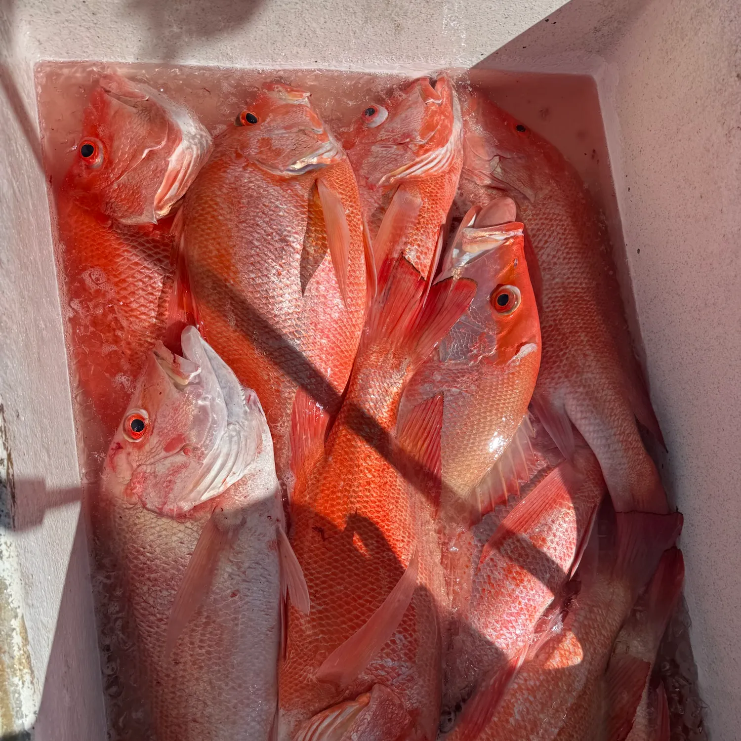 The most recent Malabar blood snapper catches on Fishbrain