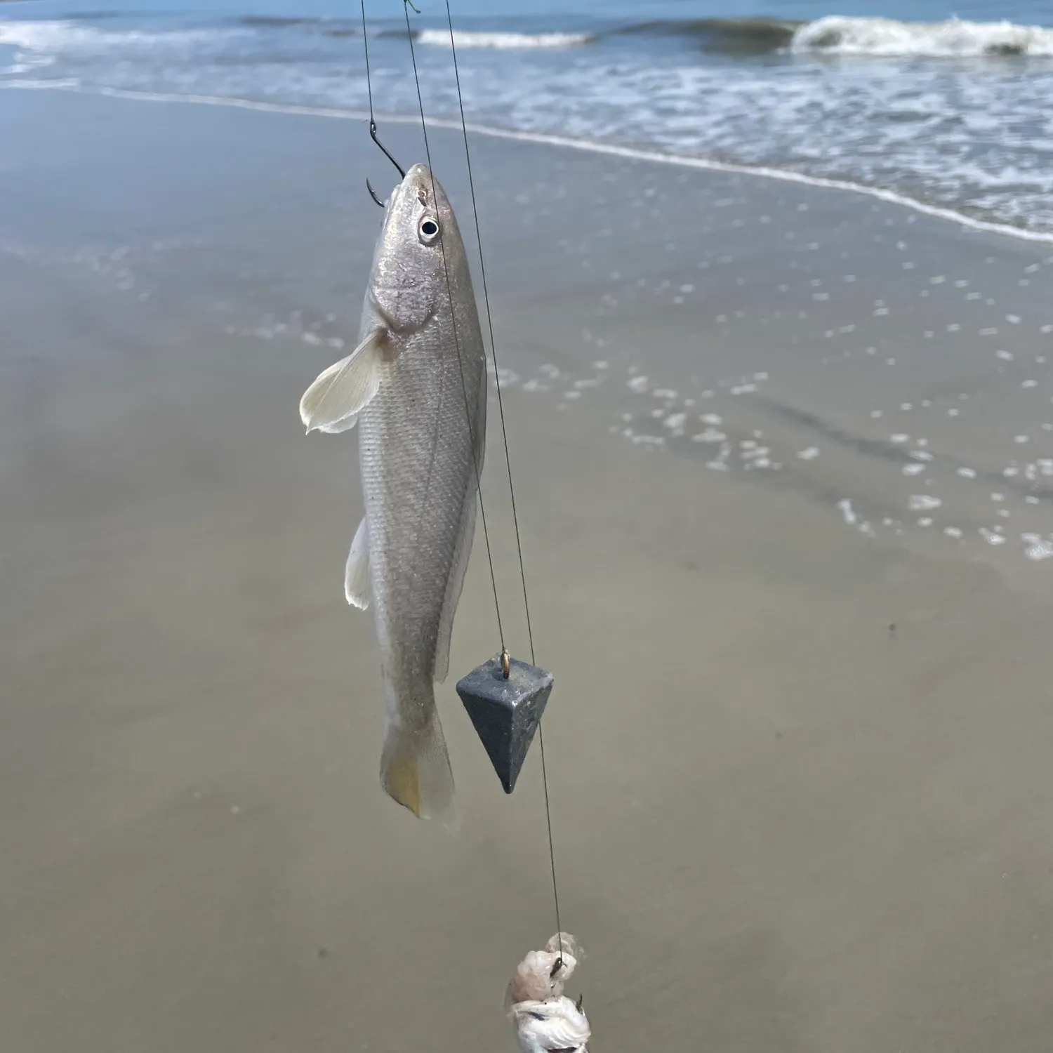 The most recent Southern kingcroaker catches on Fishbrain