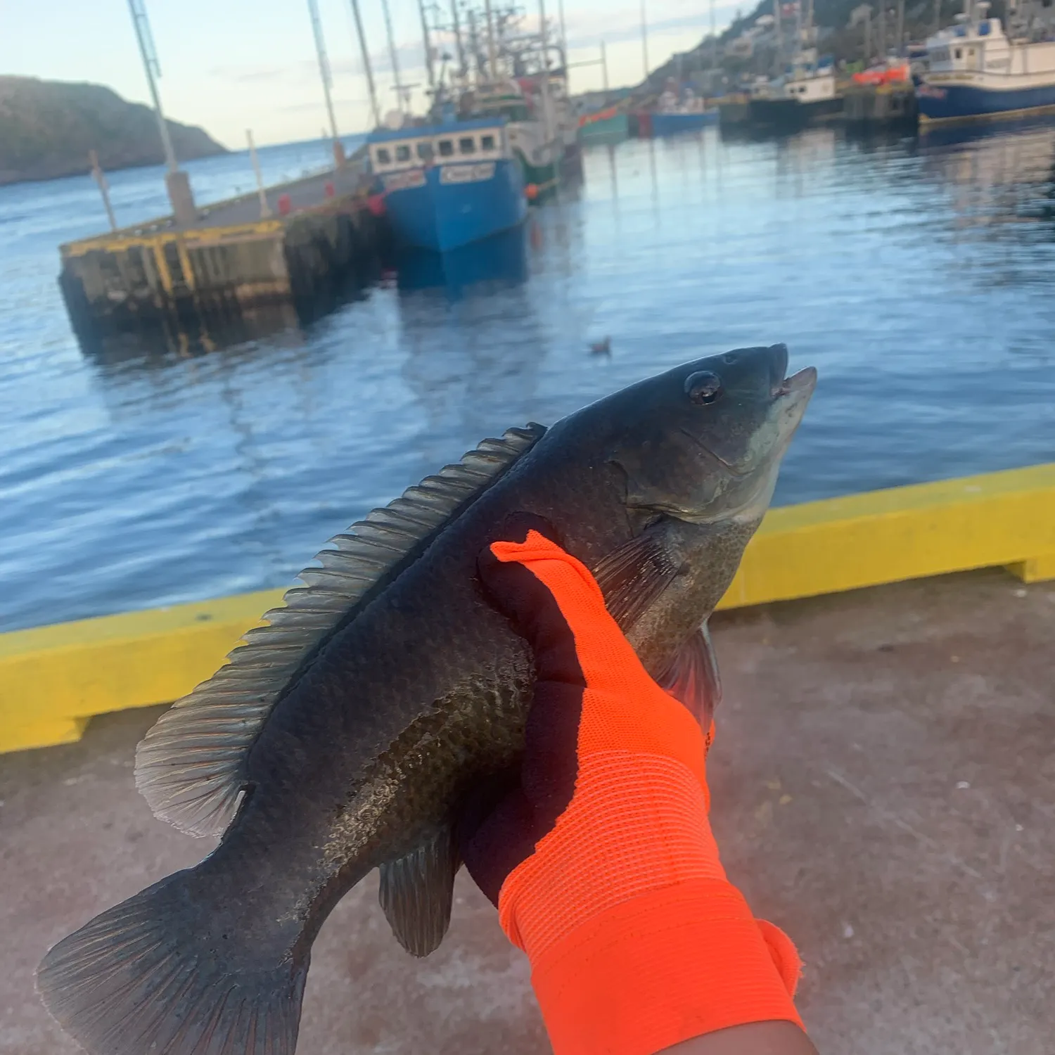 Cunner caught on Fishbrain
