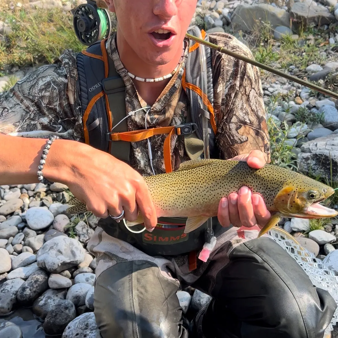 The most recent Westlope cutthroat trout catches on Fishbrain