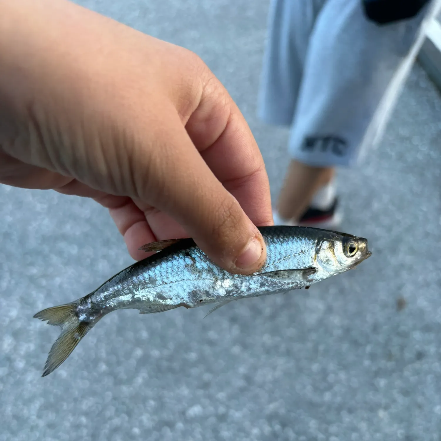 Atlantic herring caught on Fishbrain