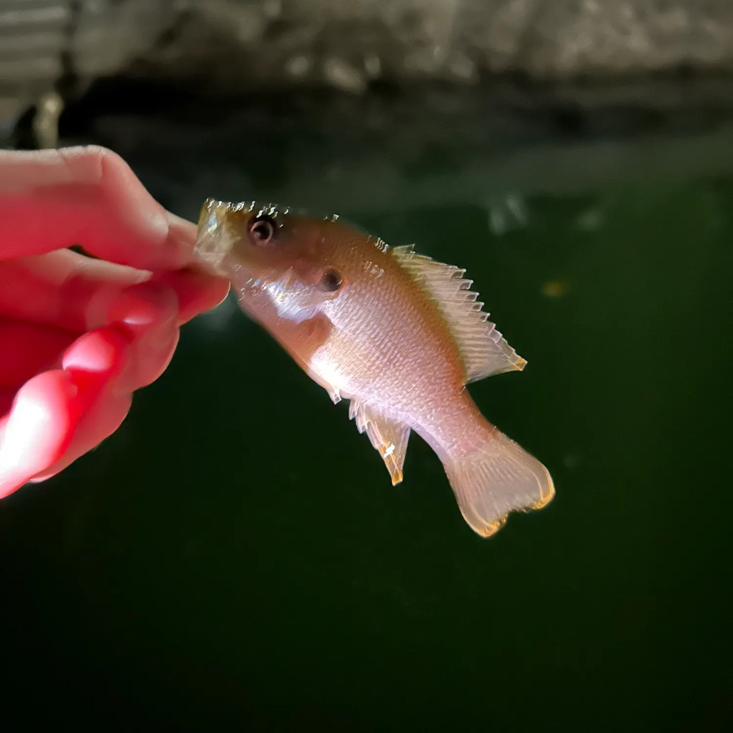 Green sunfish caught on Fishbrain