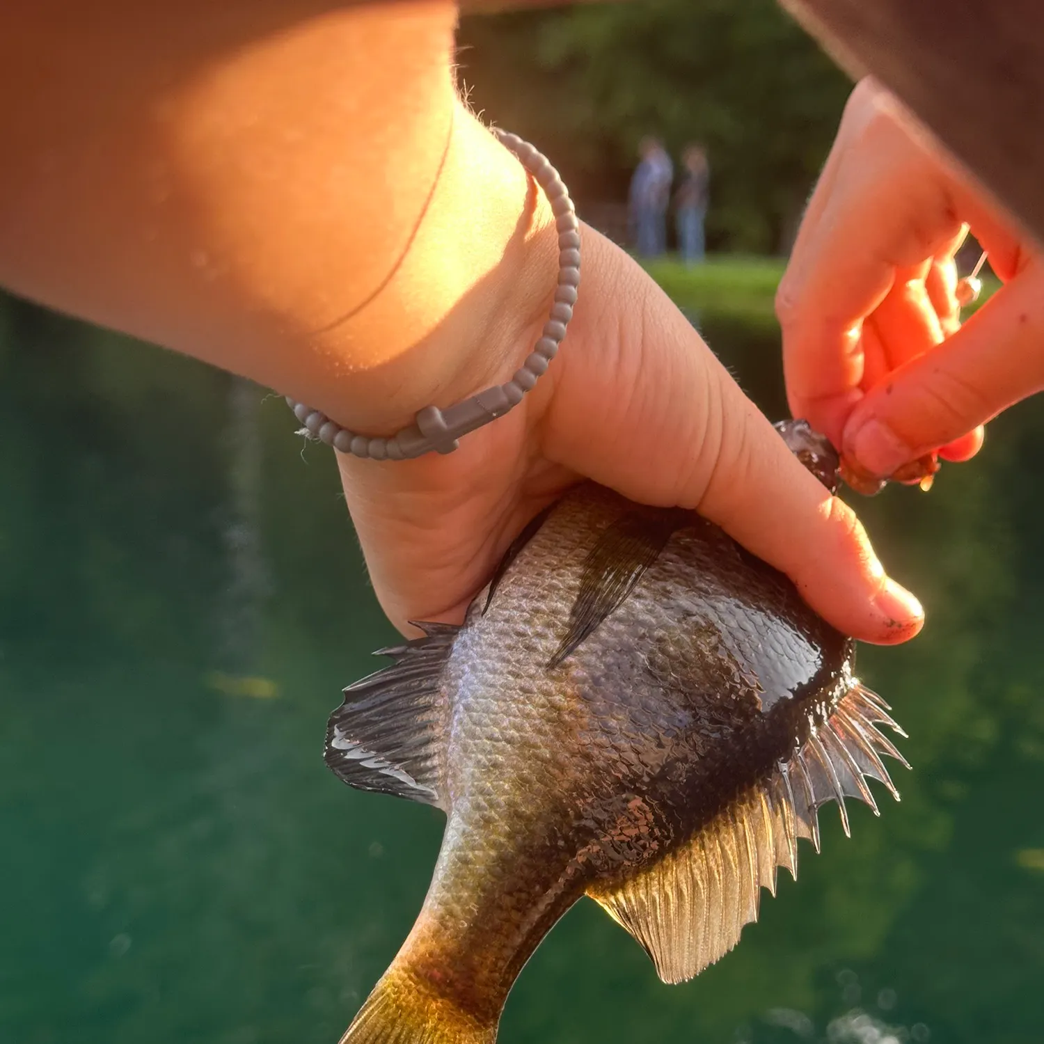 Bluegill caught on Fishbrain