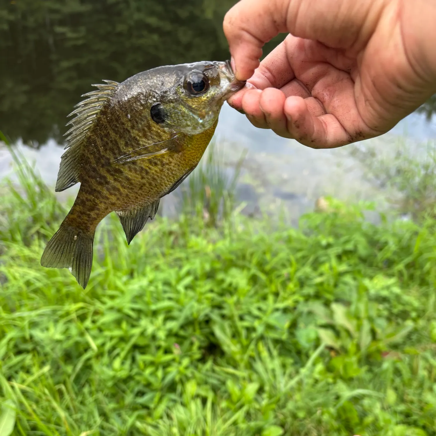 Bluegill caught on Fishbrain