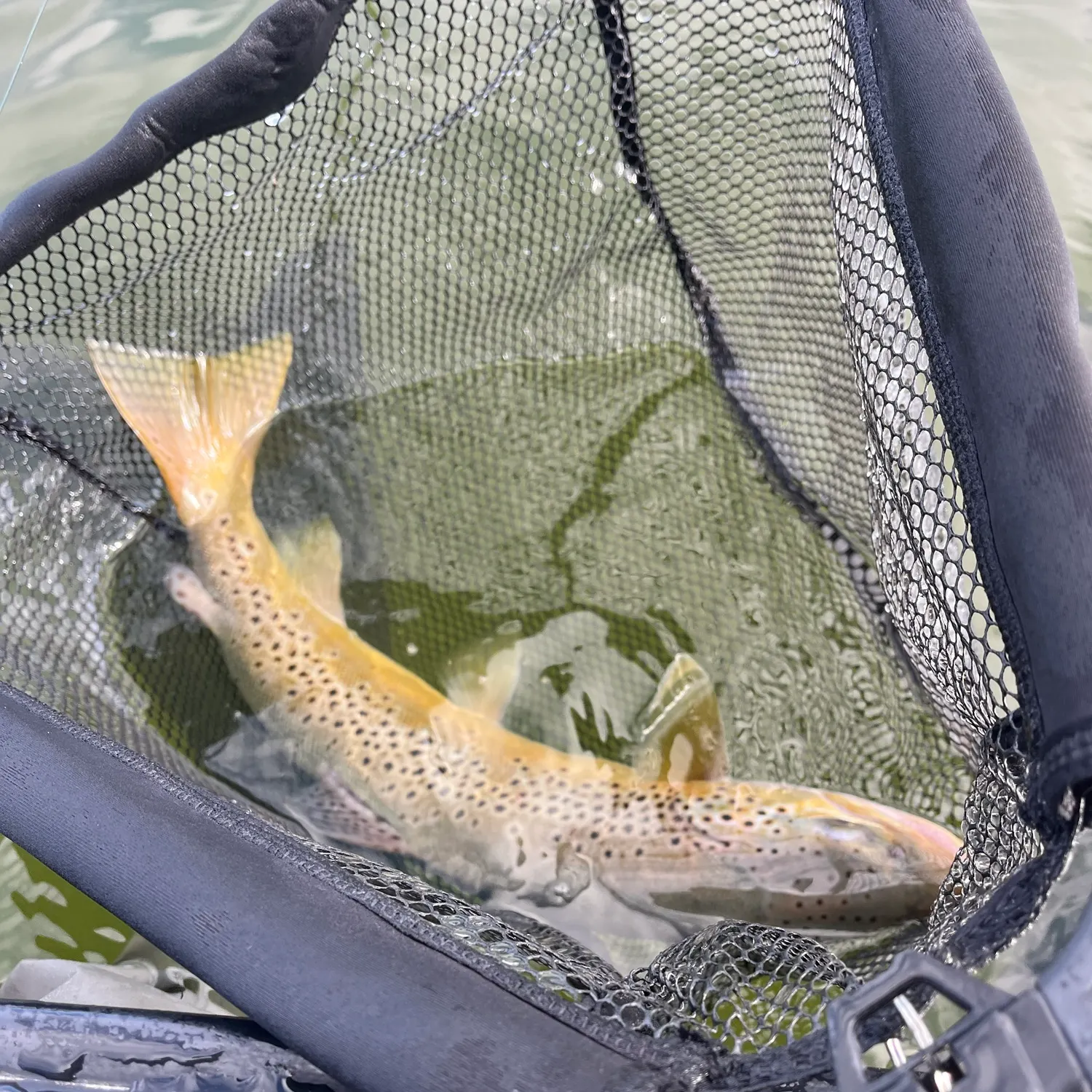 Brown trout caught on Fishbrain