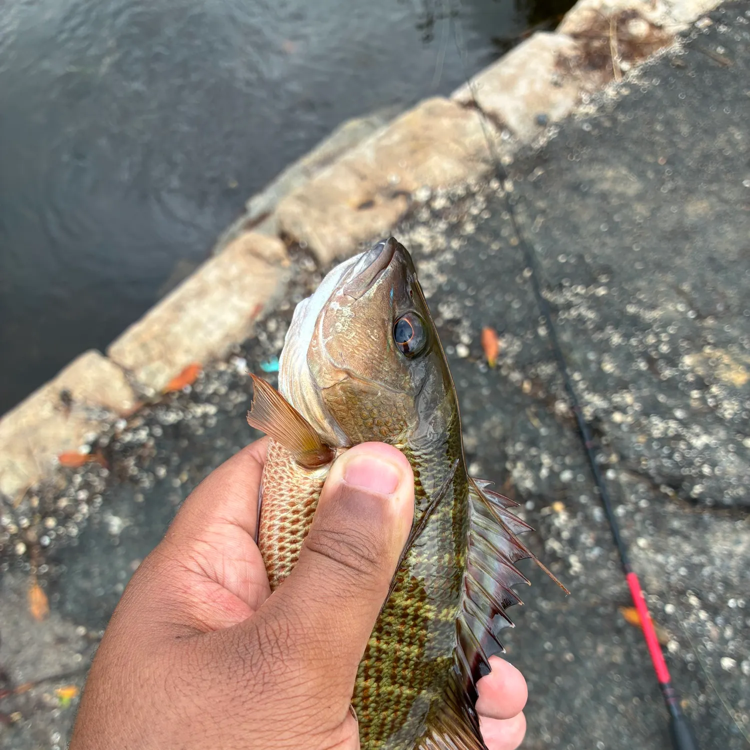 Mangrove snapper caught on Fishbrain