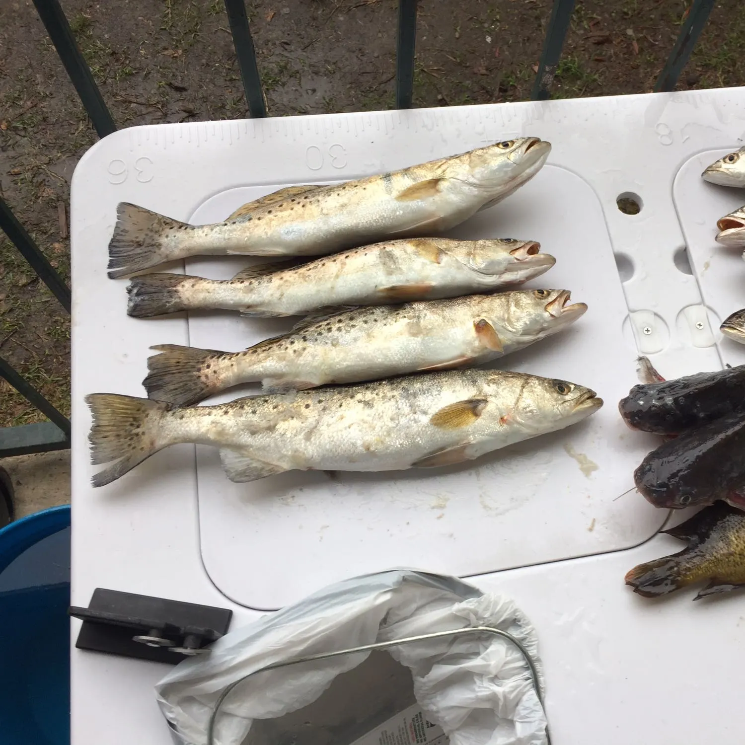 recently logged catches