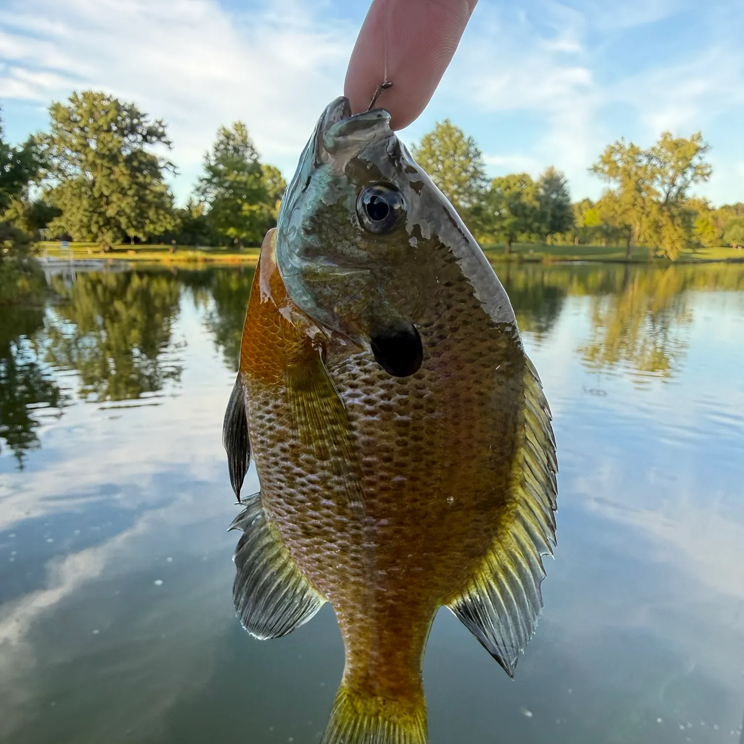 Bluegill caught on Fishbrain