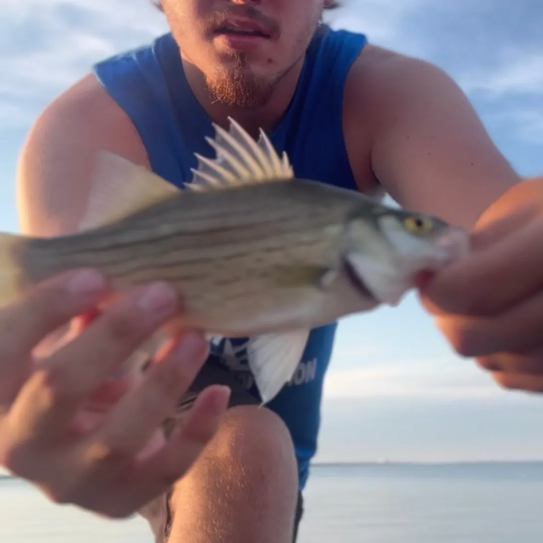 White bass caught on Fishbrain