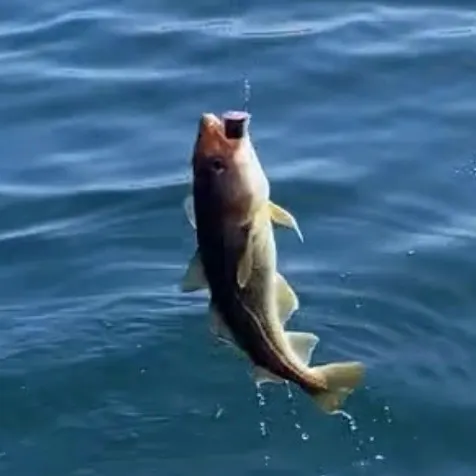 The most recent Giant sea bass catches on Fishbrain