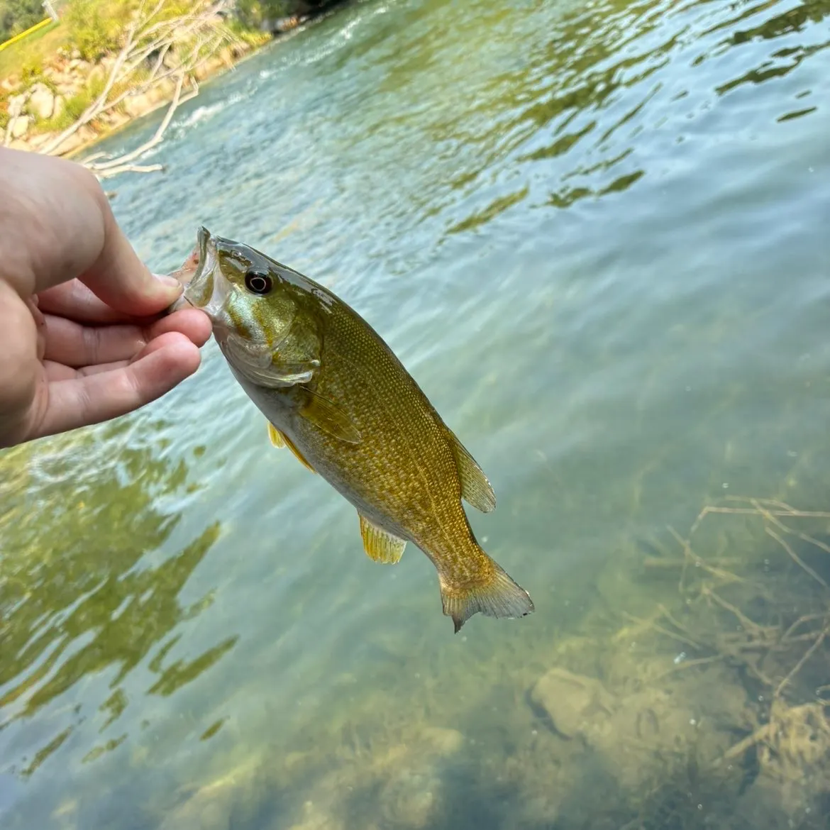 Smallmouth bass caught on Fishbrain