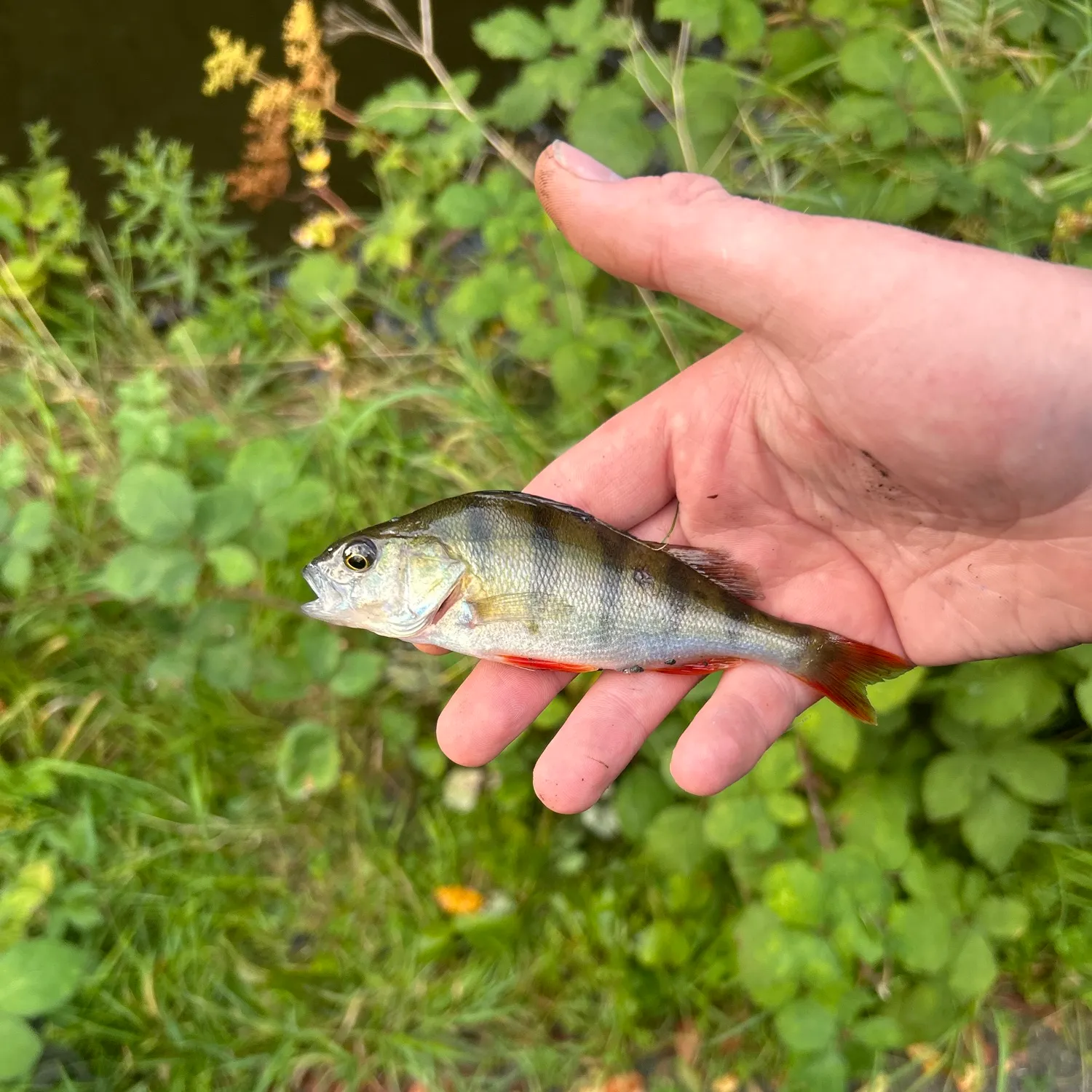 European perch caught on Fishbrain