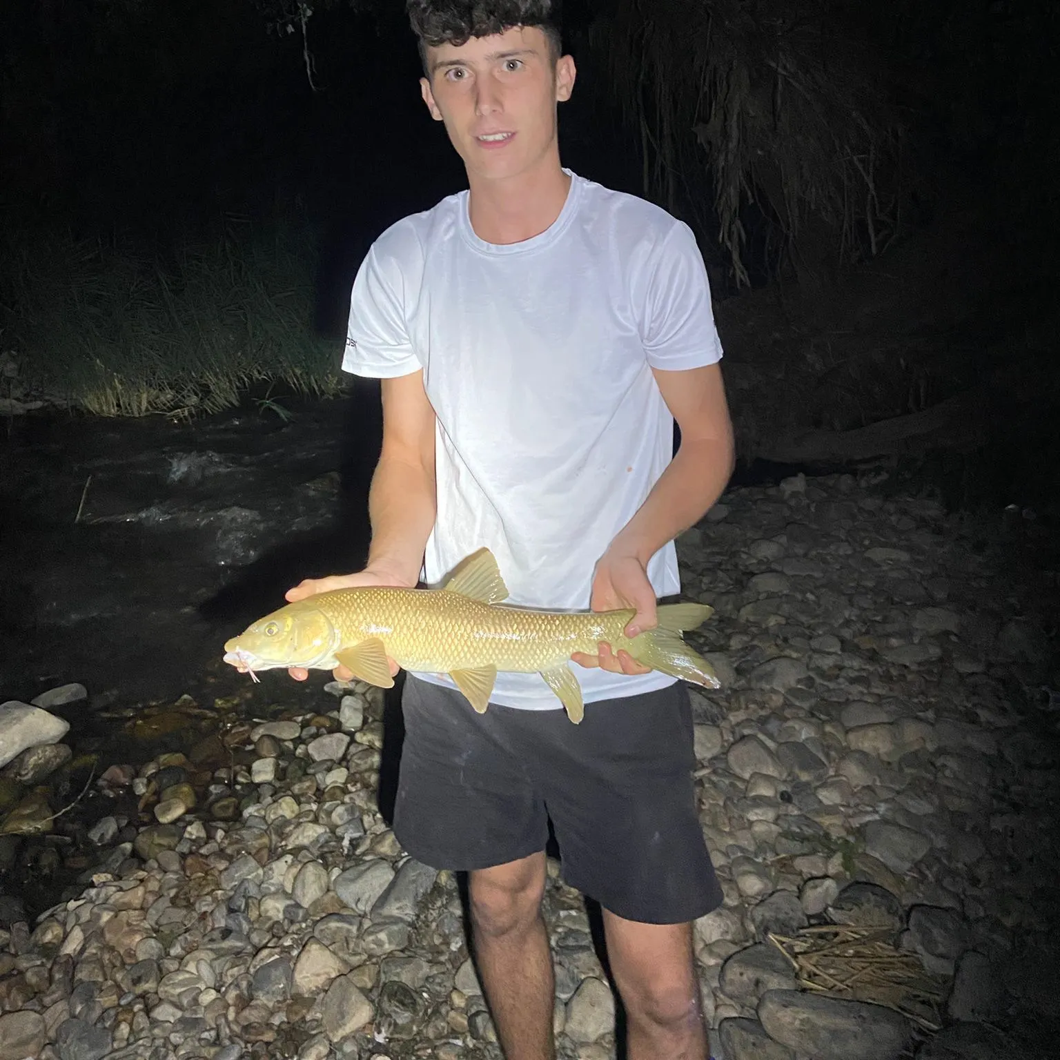 The most recent Common barbel catches on Fishbrain