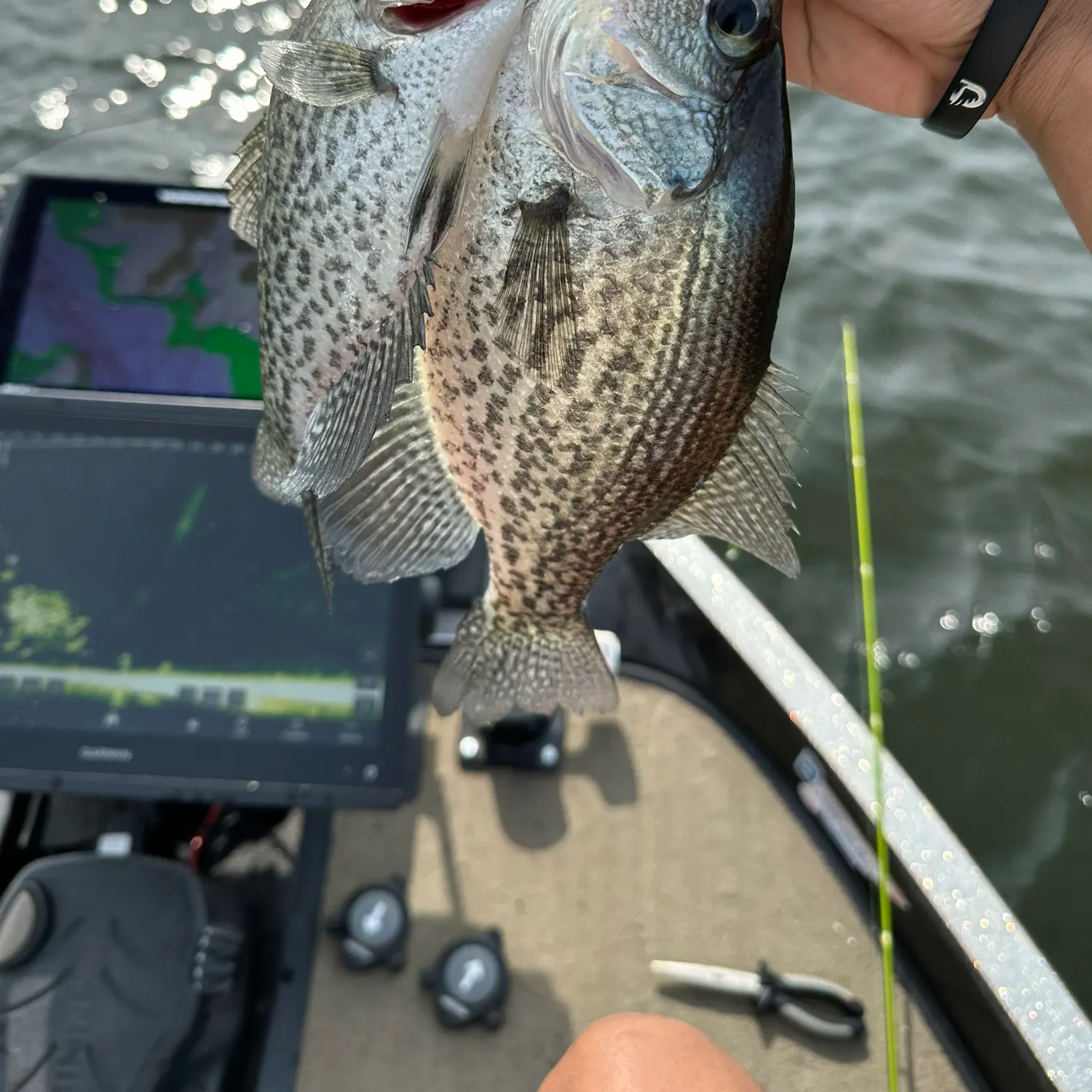 Black crappie caught on Fishbrain