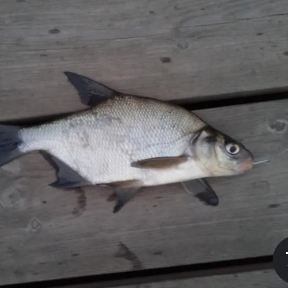 Common bream caught on Fishbrain