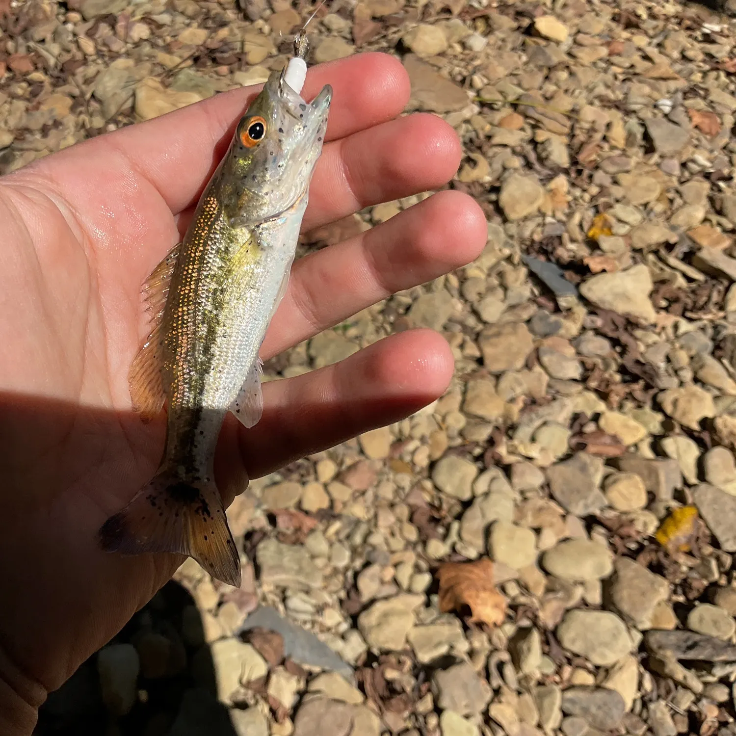 Spotted bass caught on Fishbrain