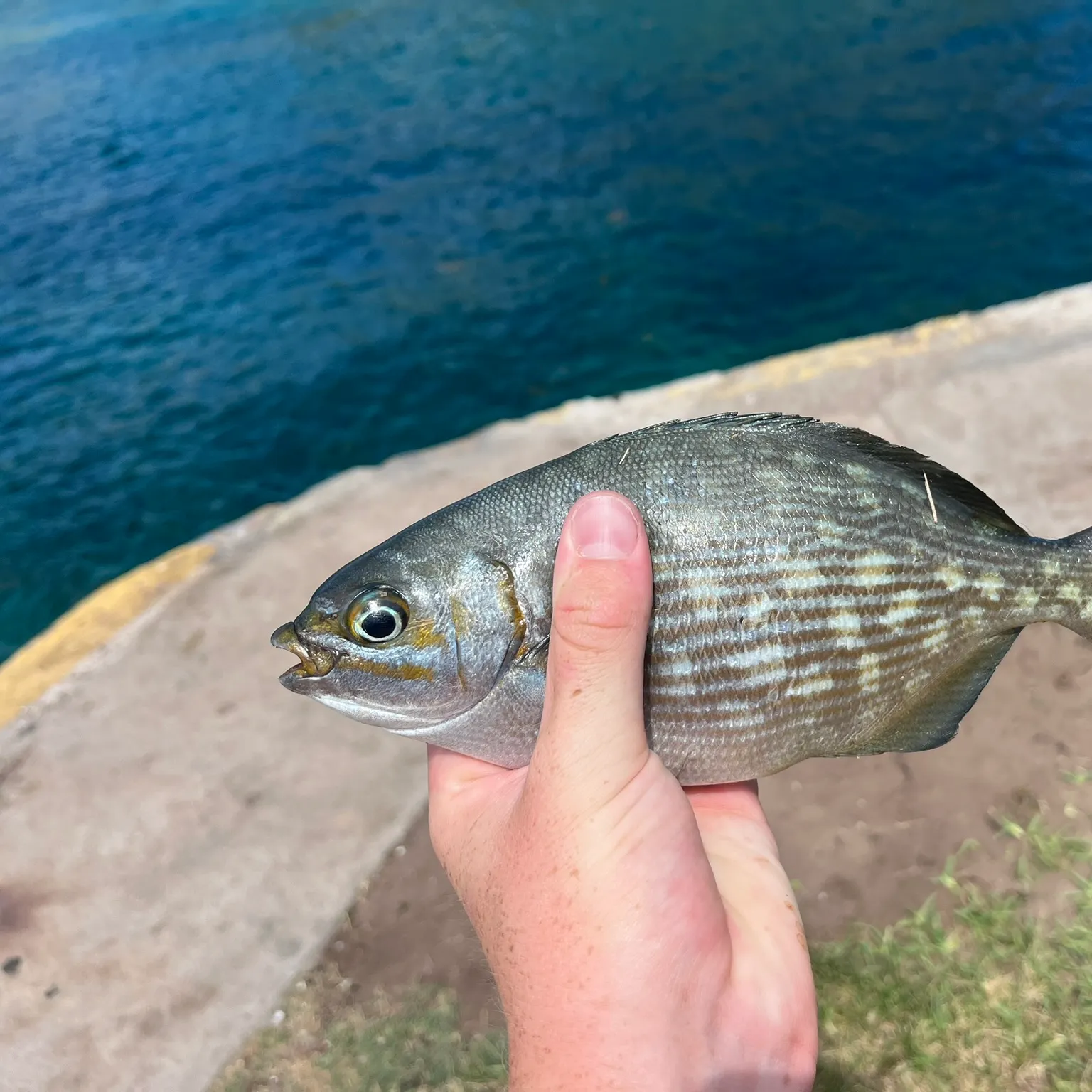 The most recent Brassy chub catches on Fishbrain