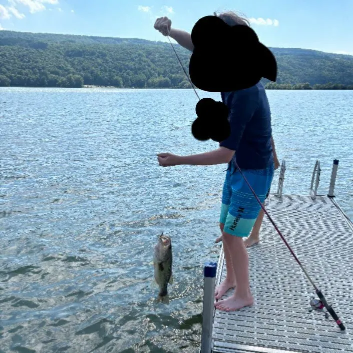 Largemouth bass caught on Fishbrain
