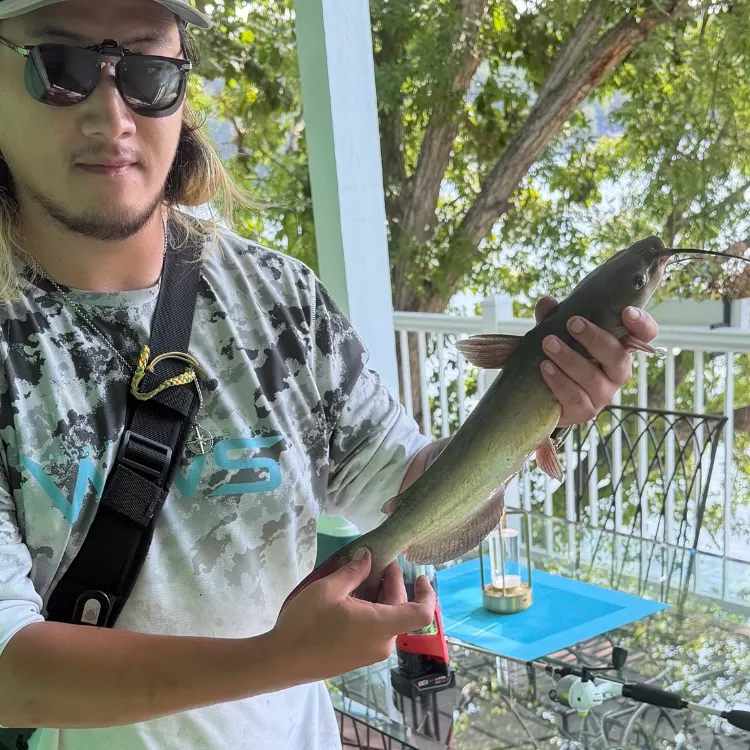 Channel catfish caught on Fishbrain