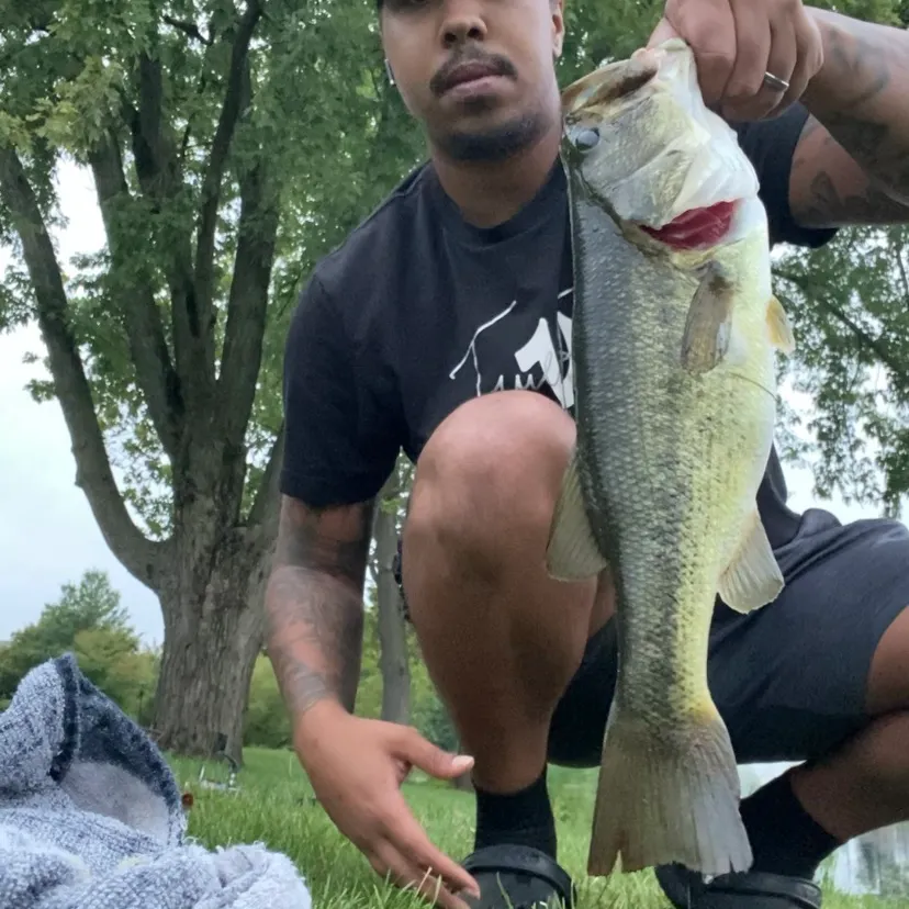 Largemouth bass caught on Fishbrain