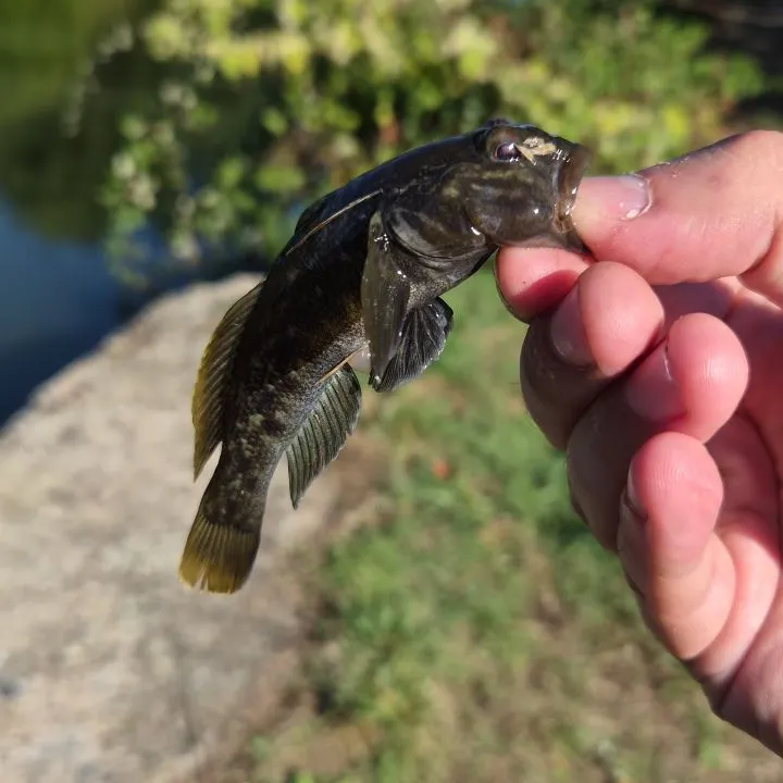 Round goby caught on Fishbrain
