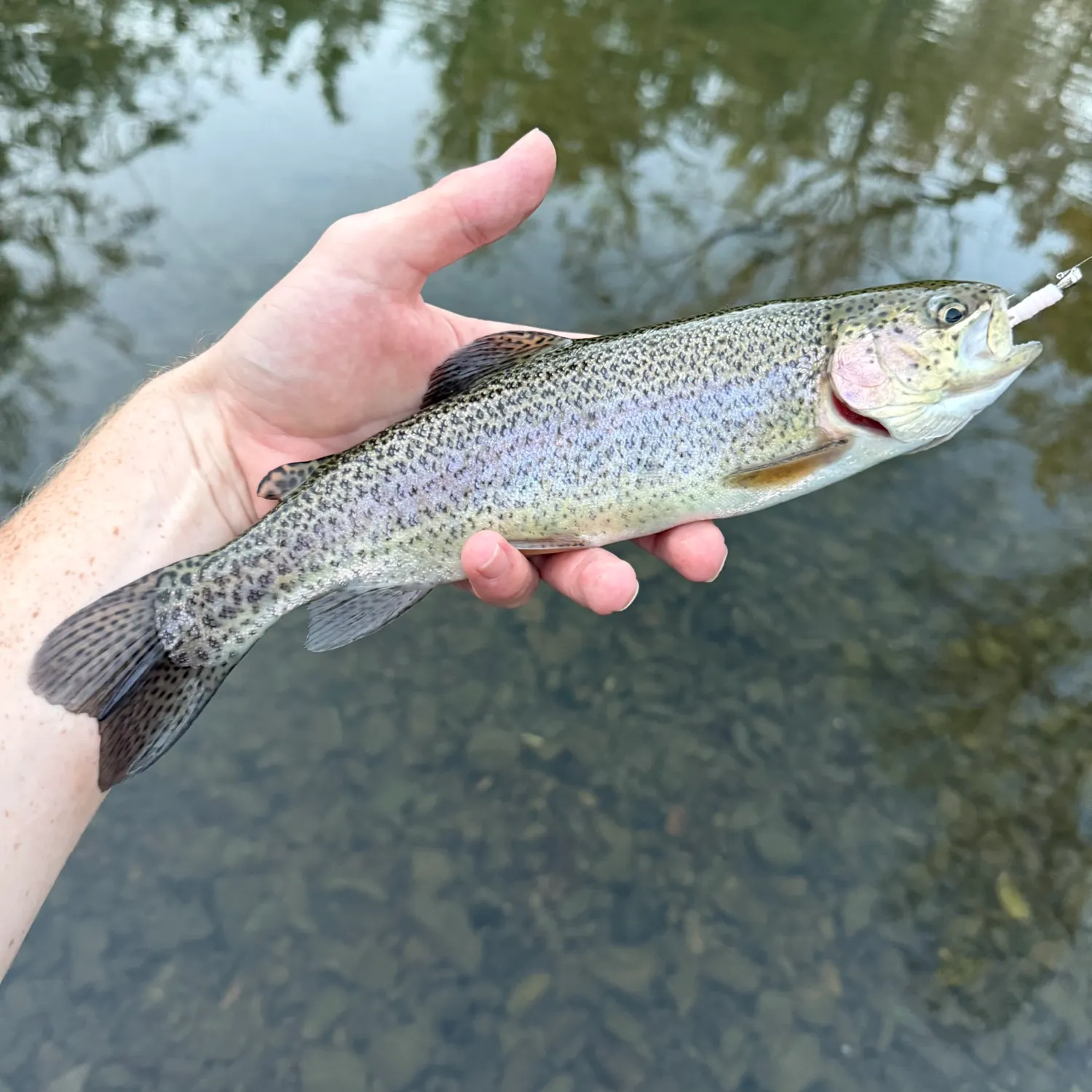 Rainbow trout caught on Fishbrain