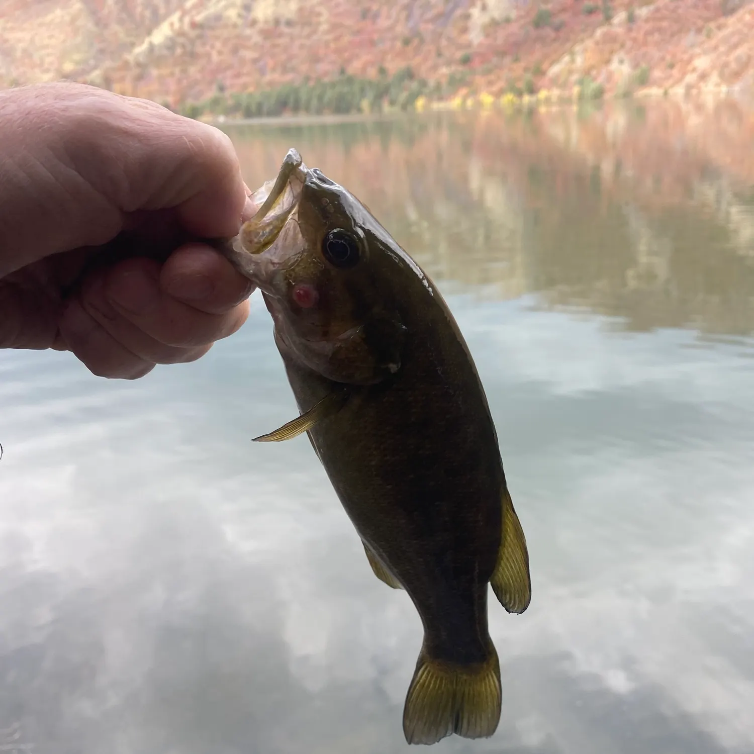 Smallmouth bass caught on Fishbrain