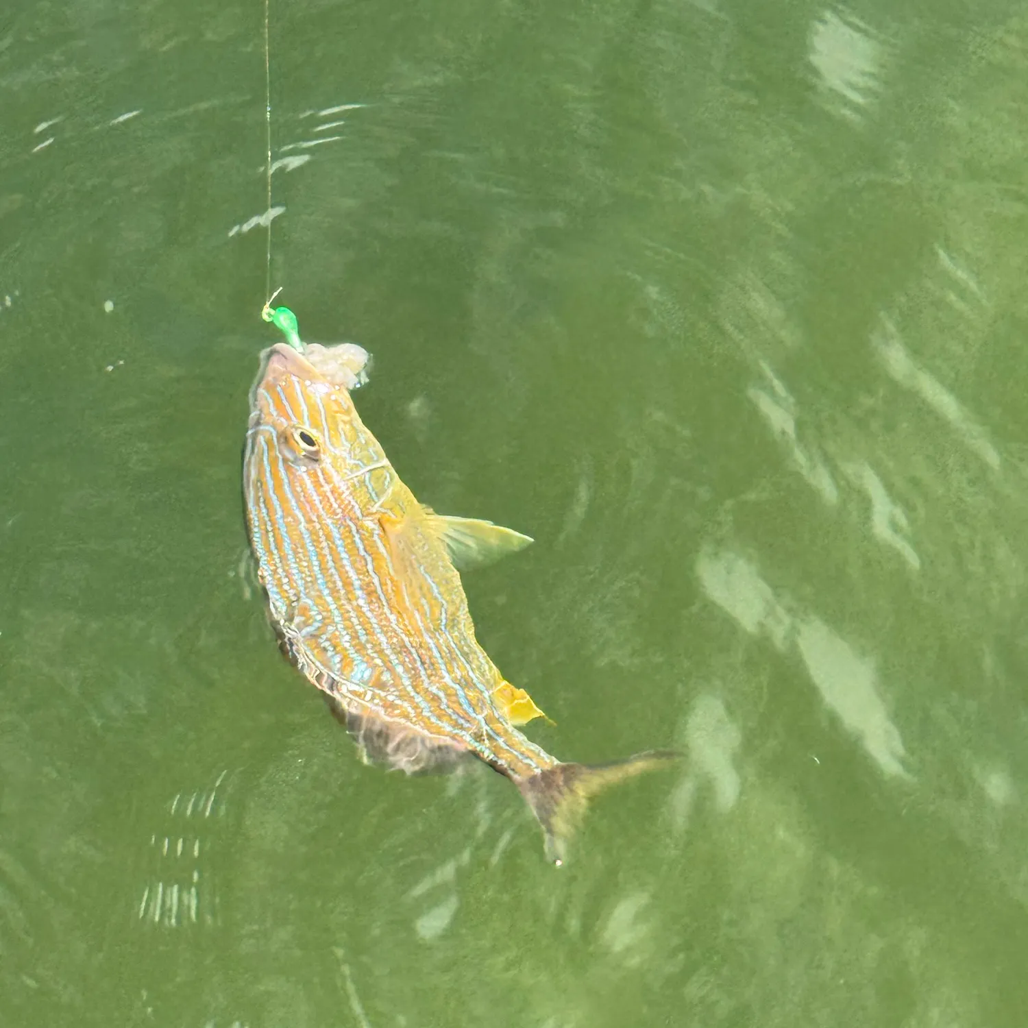 Bluestriped grunt caught on Fishbrain