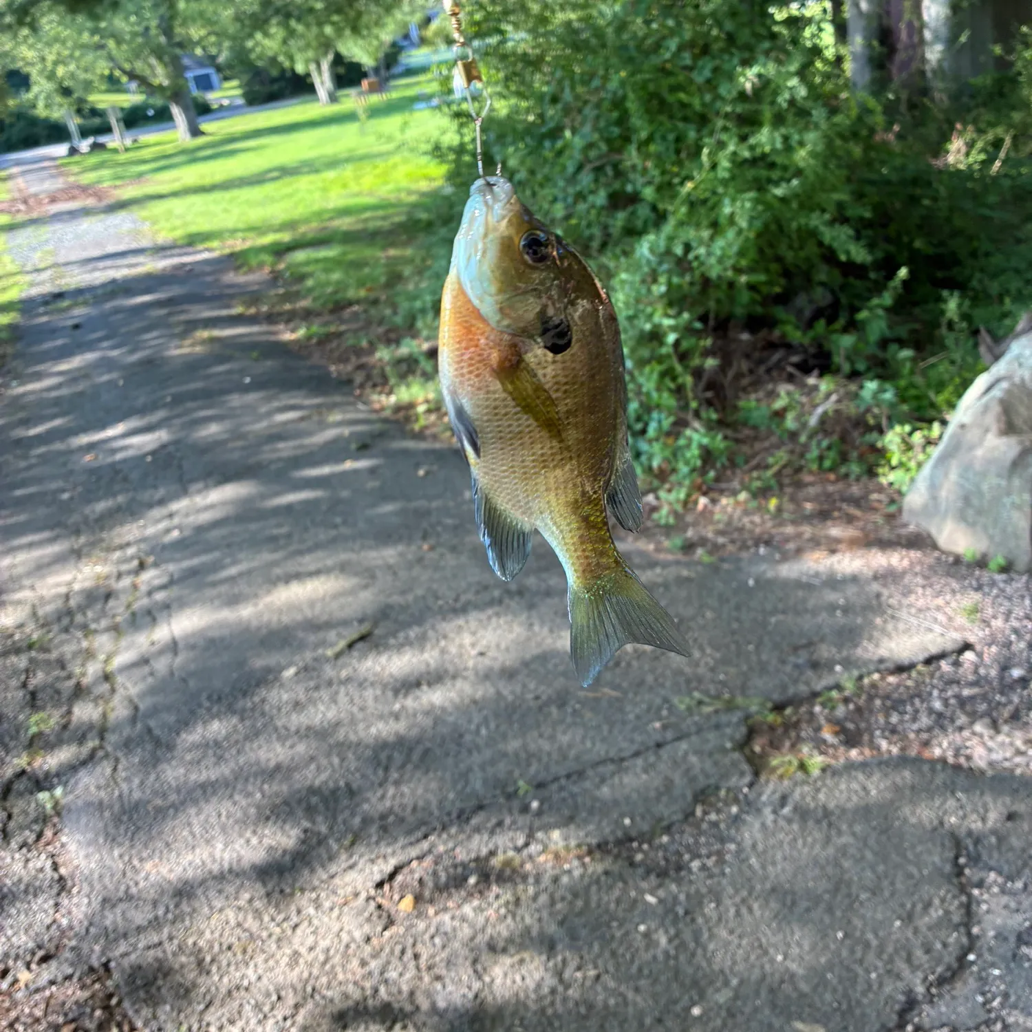 Bluegill caught on Fishbrain