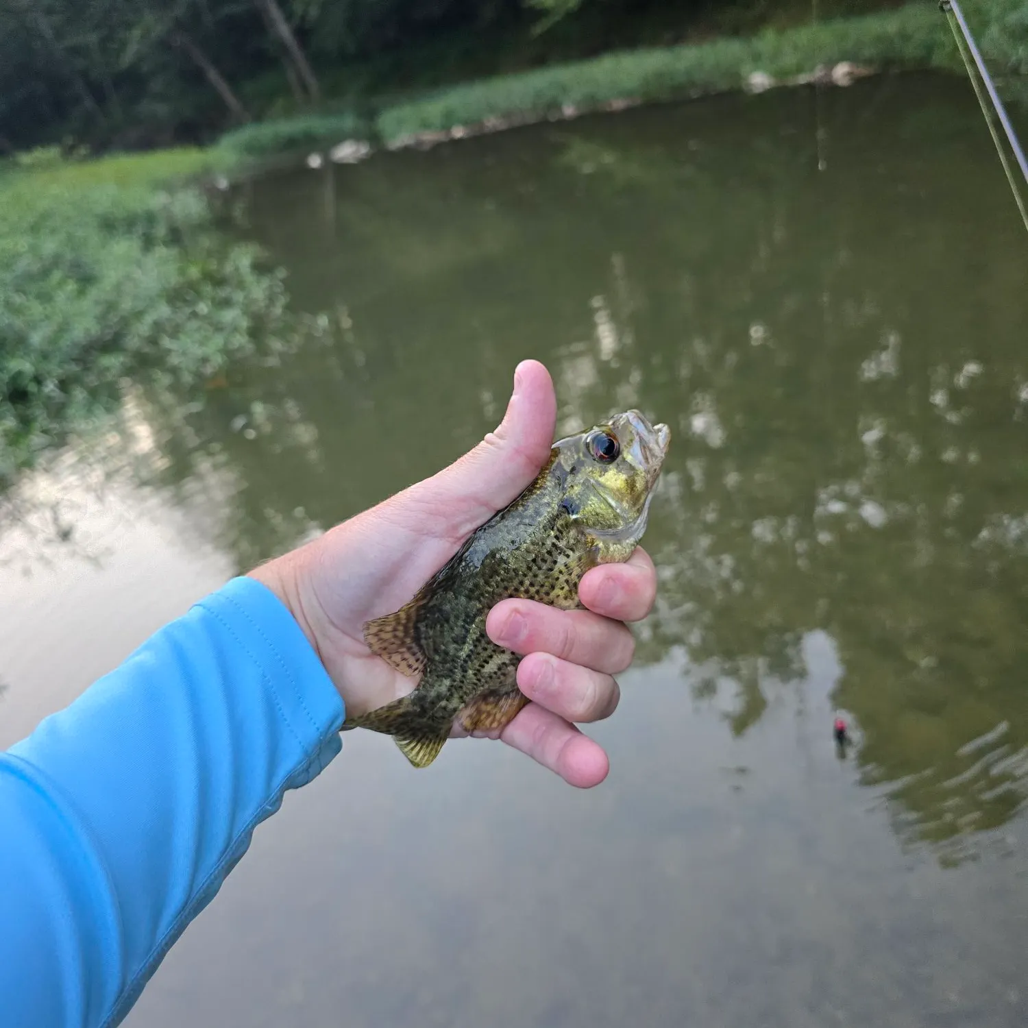 The most recent Shadow bass catches on Fishbrain