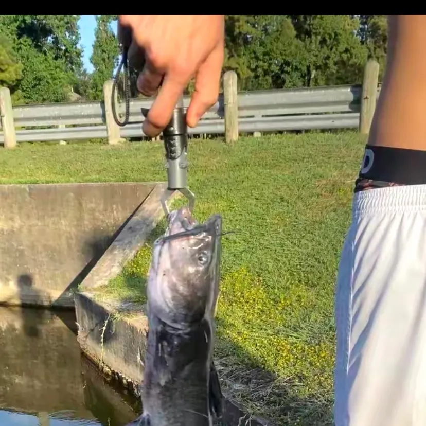 Blue catfish caught on Fishbrain
