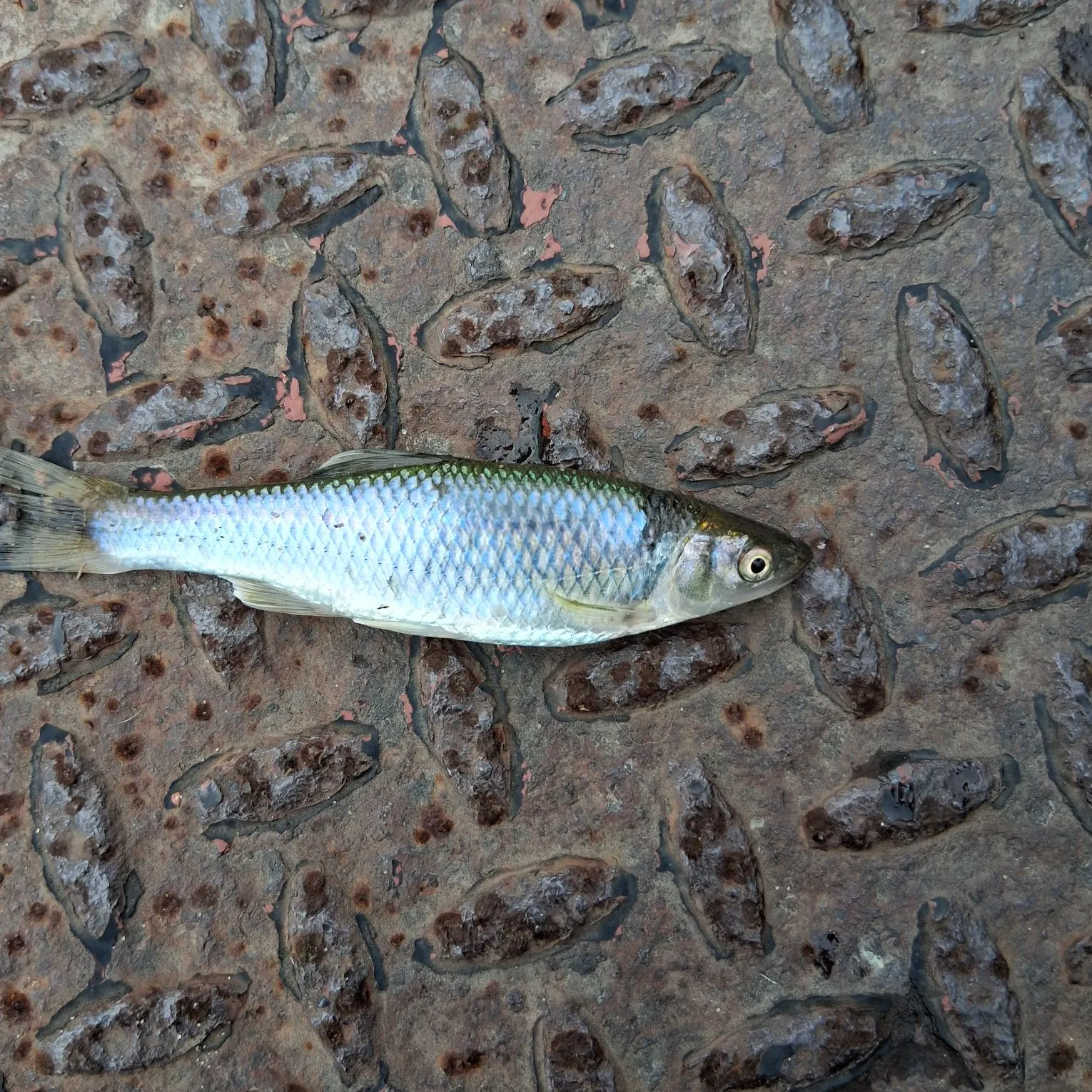 The most recent Spotfin shiner catches on Fishbrain