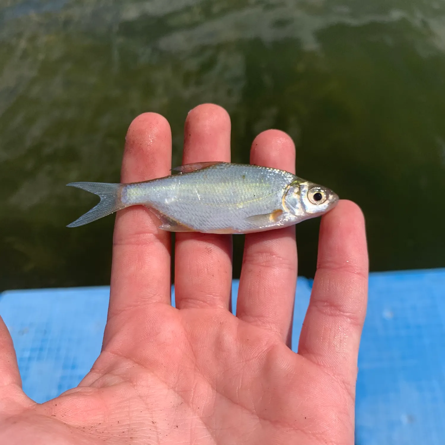 Common bream caught on Fishbrain