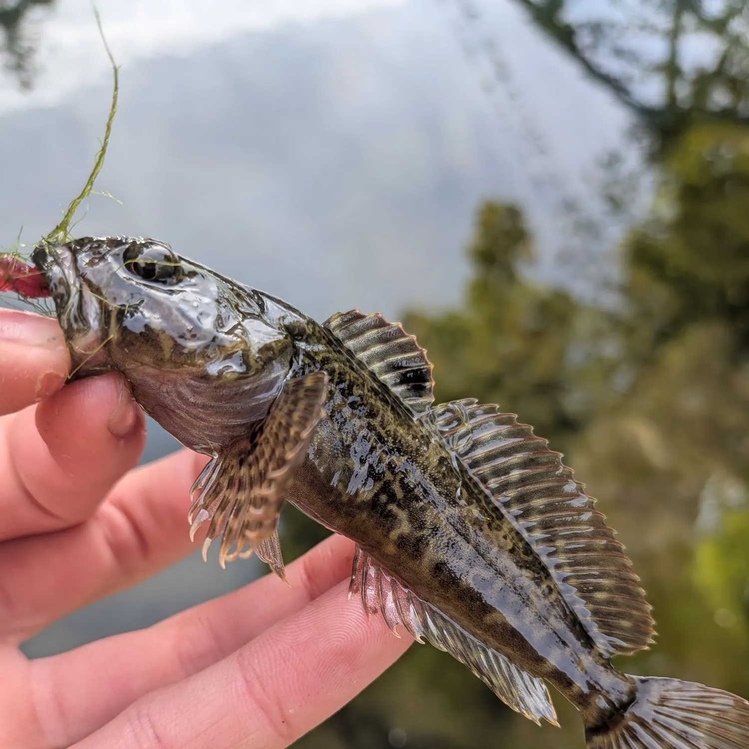The most recent Prickly sculpin catches on Fishbrain