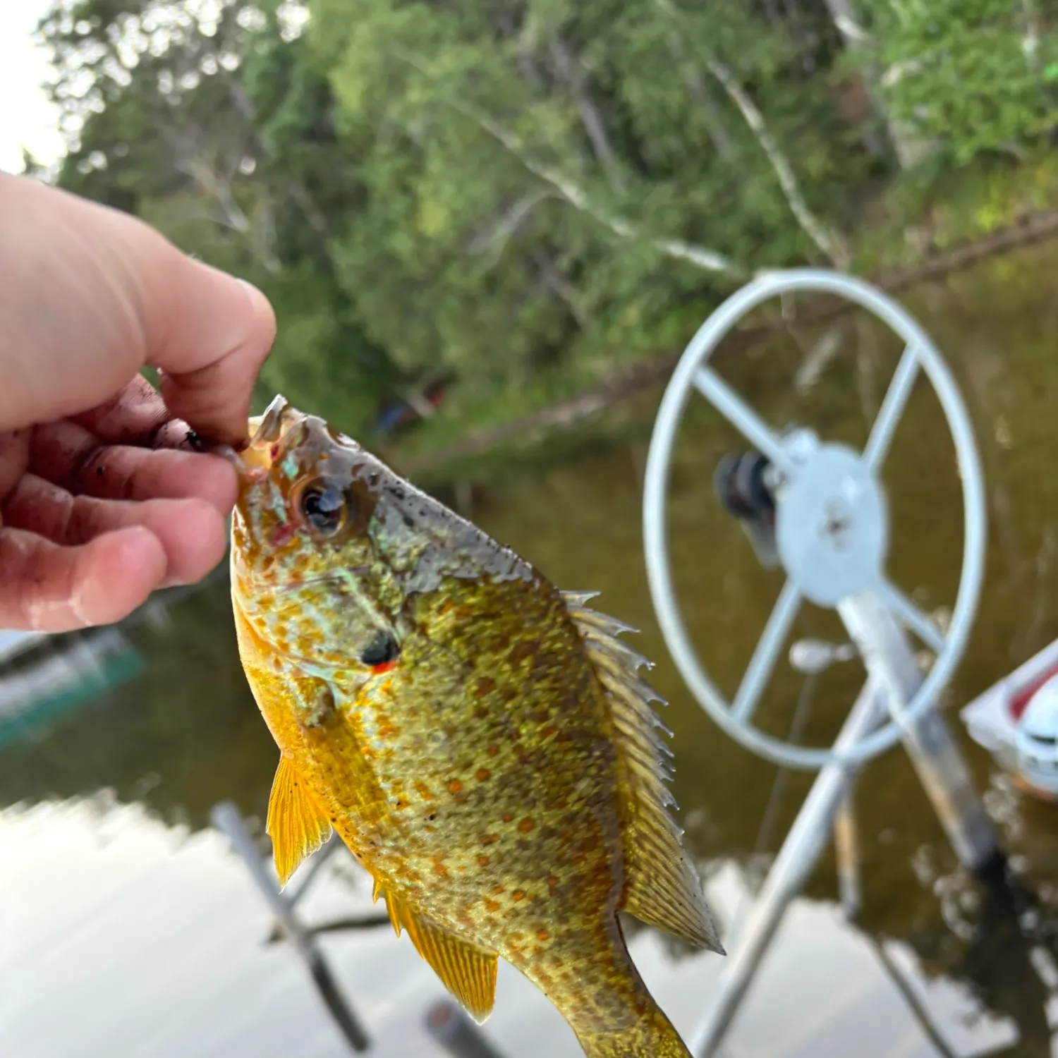 Pumpkinseed caught on Fishbrain