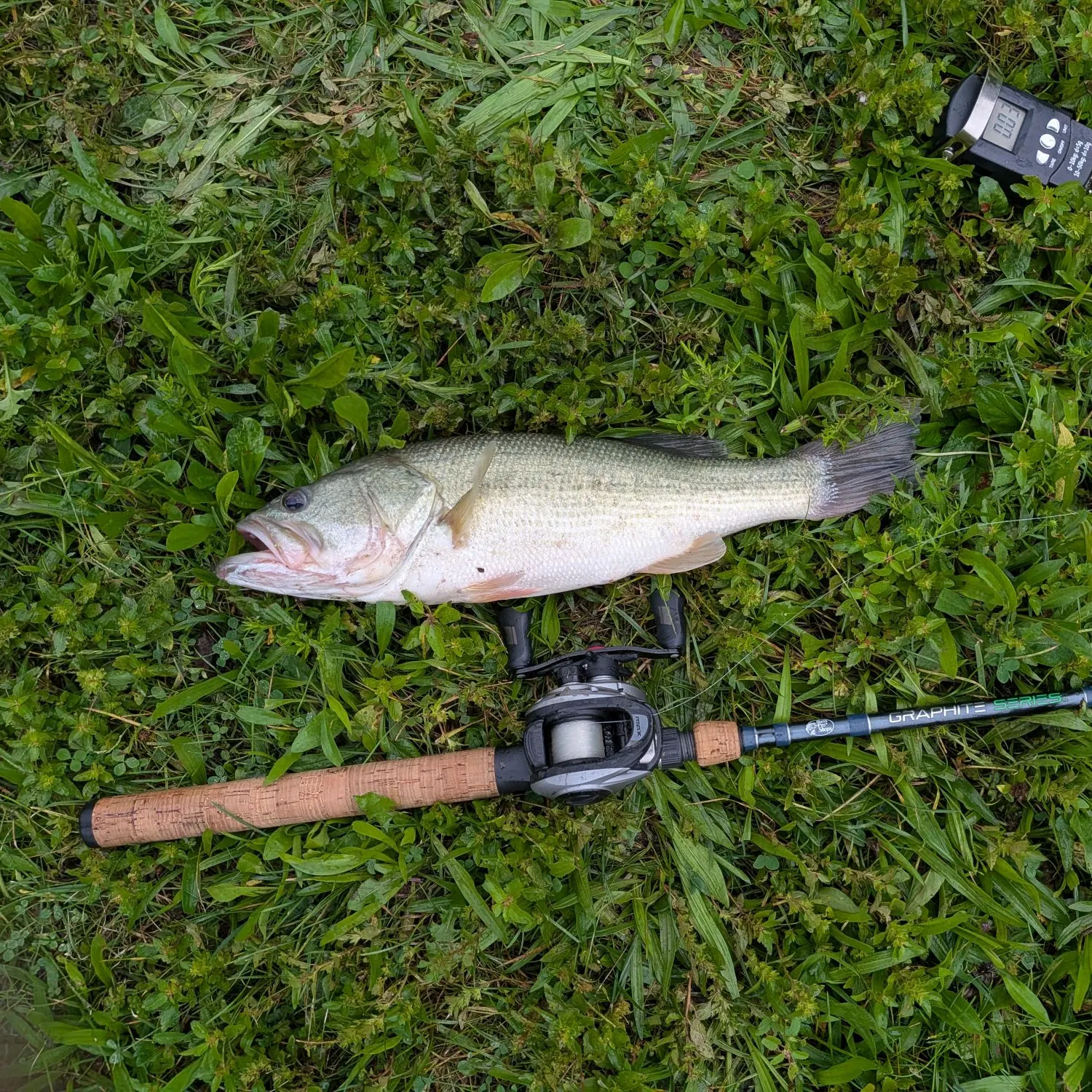 Largemouth bass caught on Fishbrain