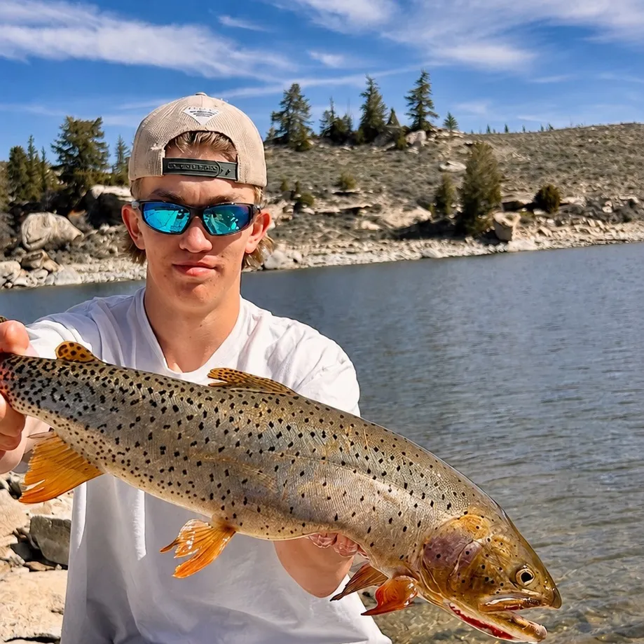 The most recent Bear Lake cutthroat trout catches on Fishbrain