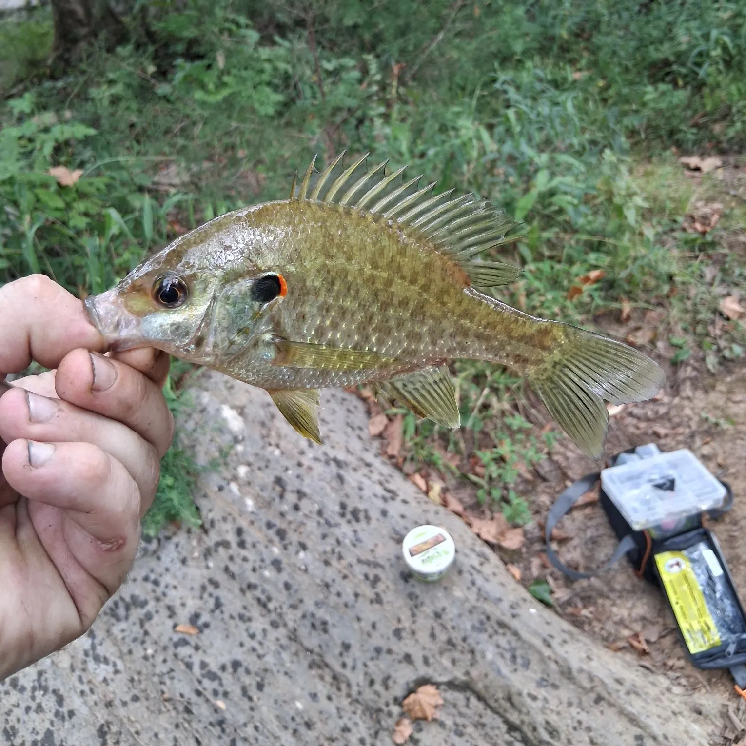 Redear sunfish caught on Fishbrain