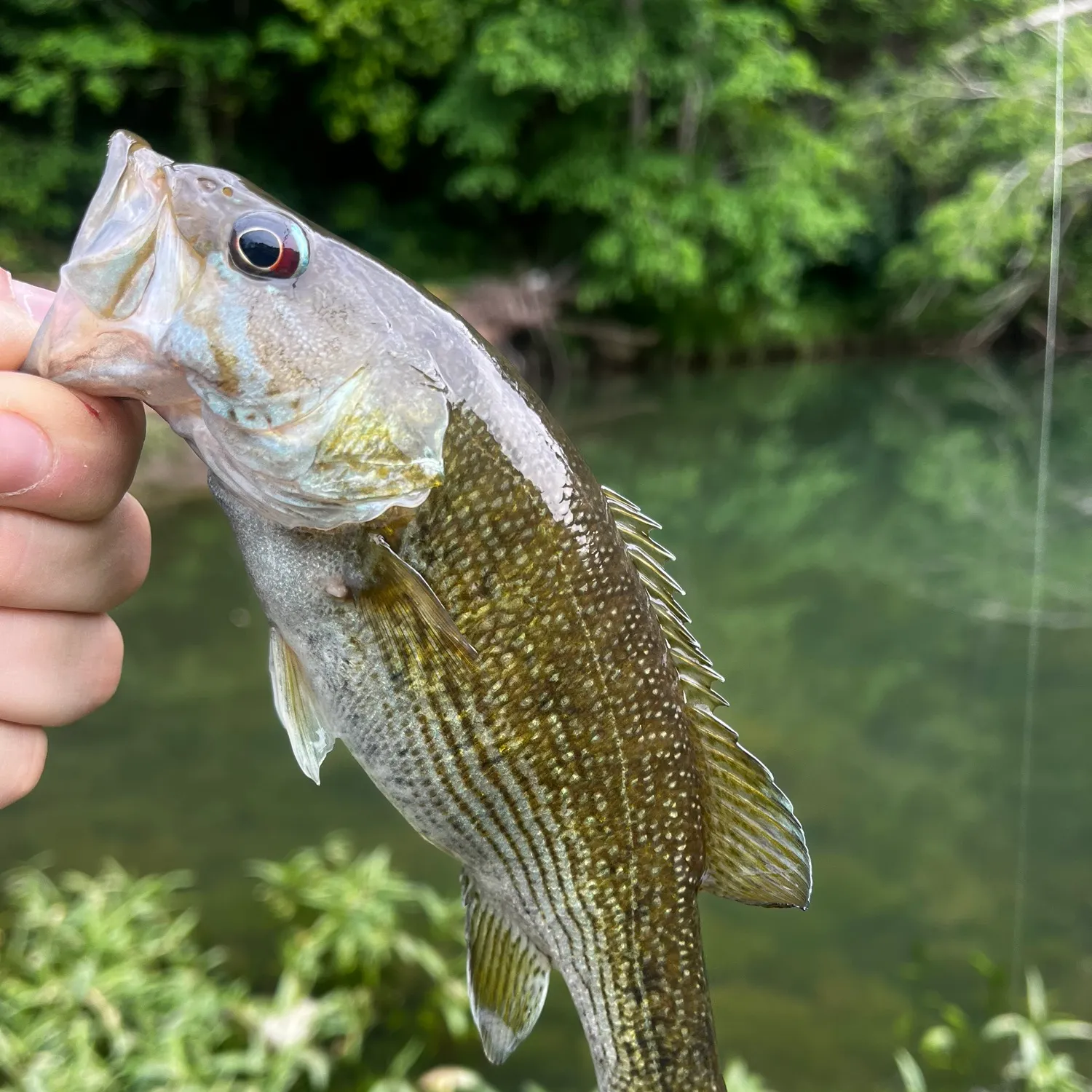The most recent Cahaba bass catches on Fishbrain