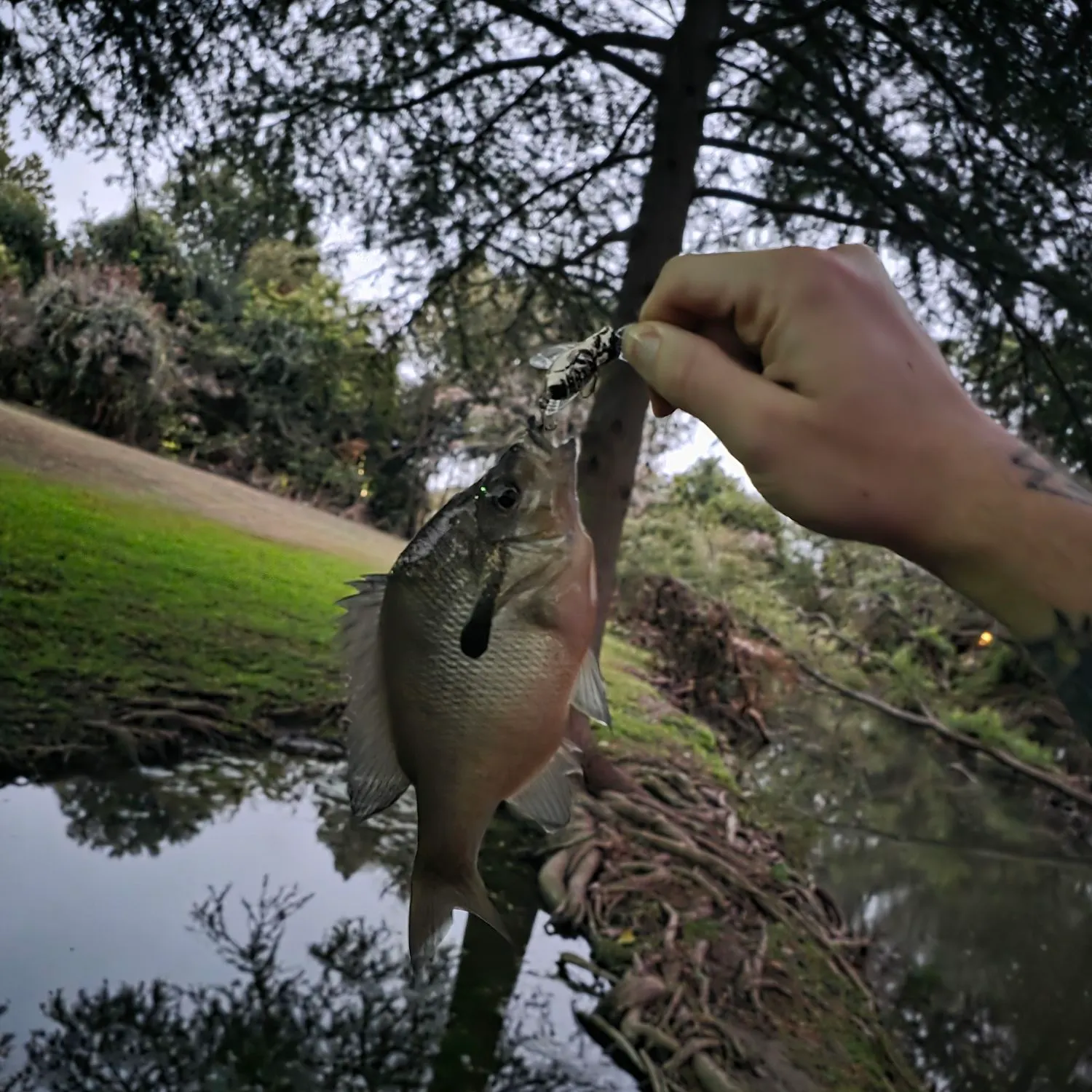 Redbreast sunfish caught on Fishbrain