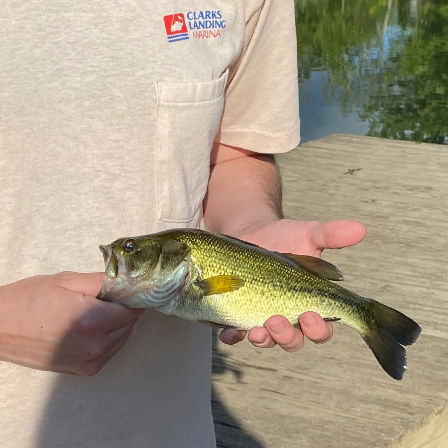 angler catch