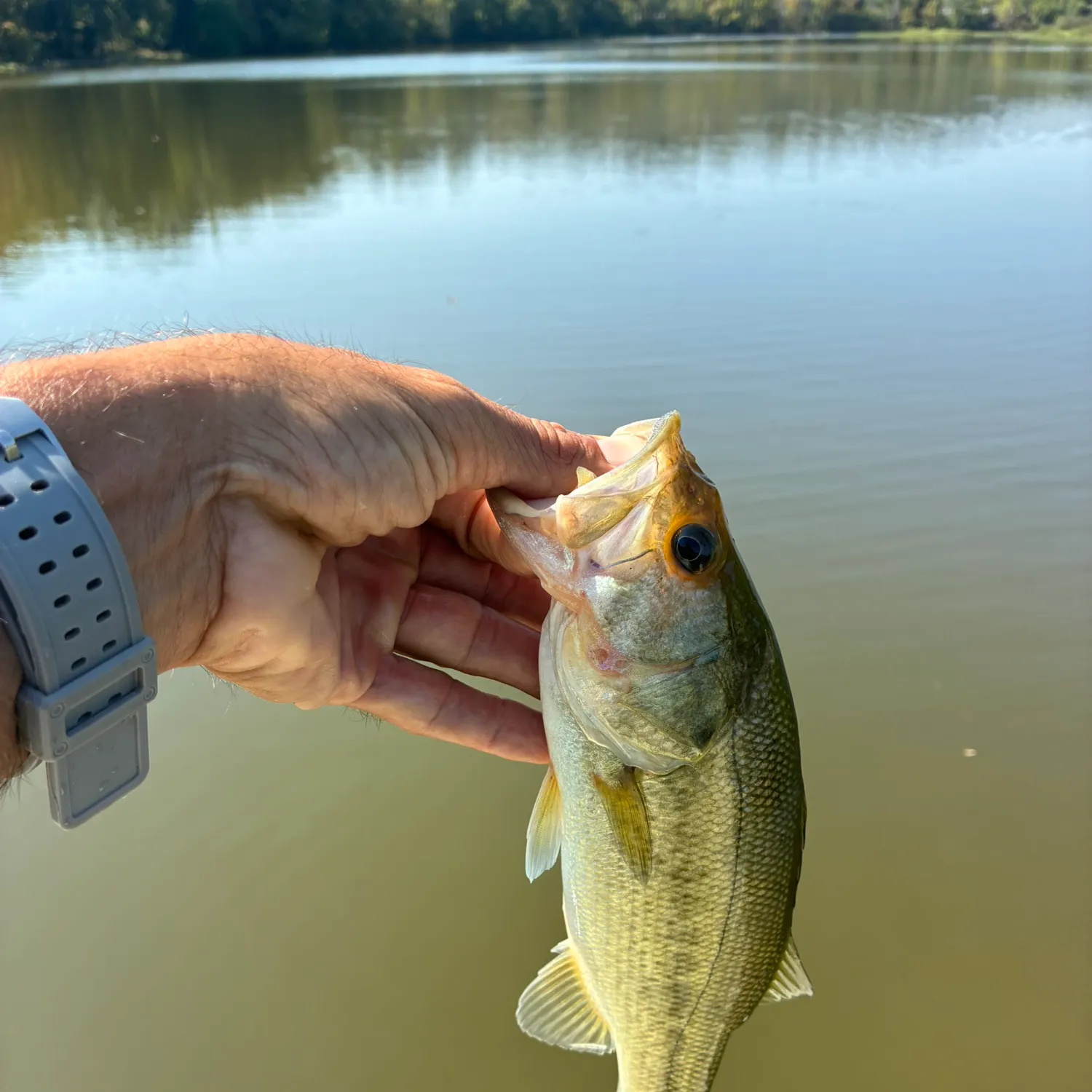 Largemouth bass caught on Fishbrain