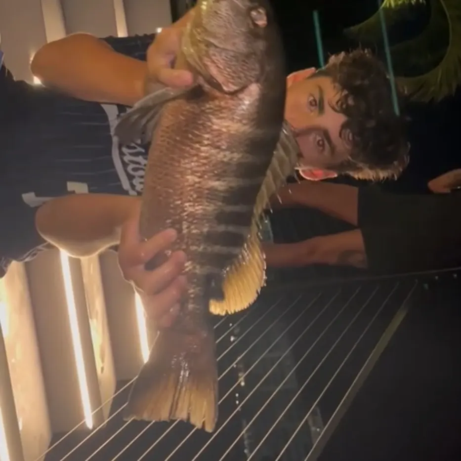 Cubera snapper caught on Fishbrain