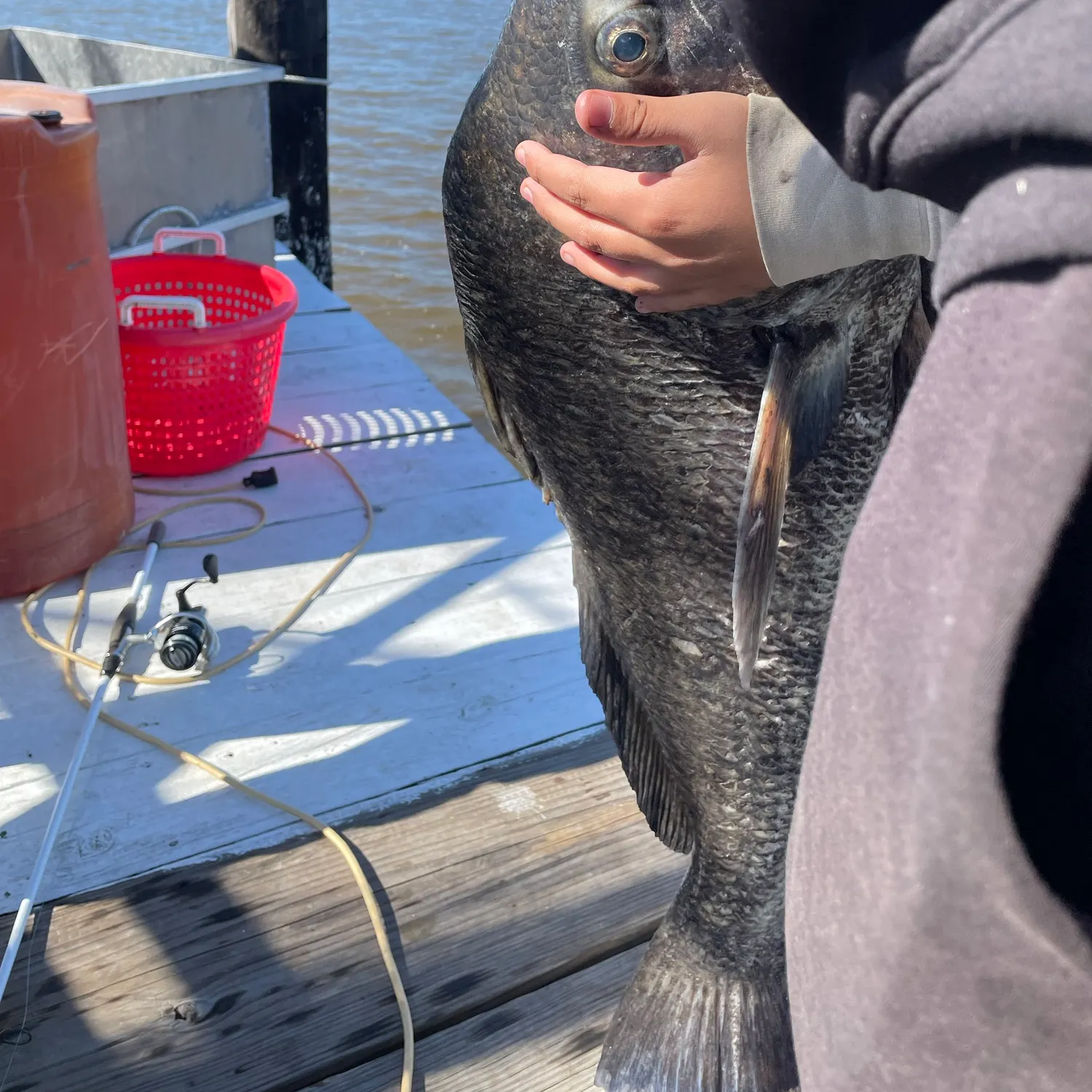 Black drum caught on Fishbrain
