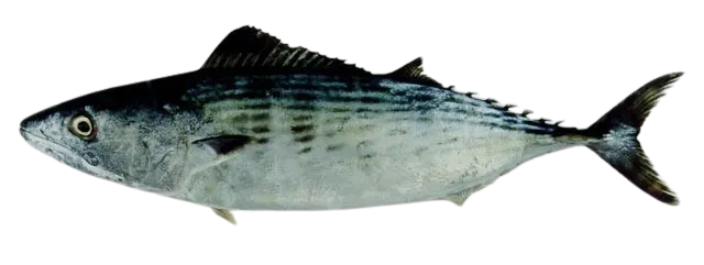 Striped bonito