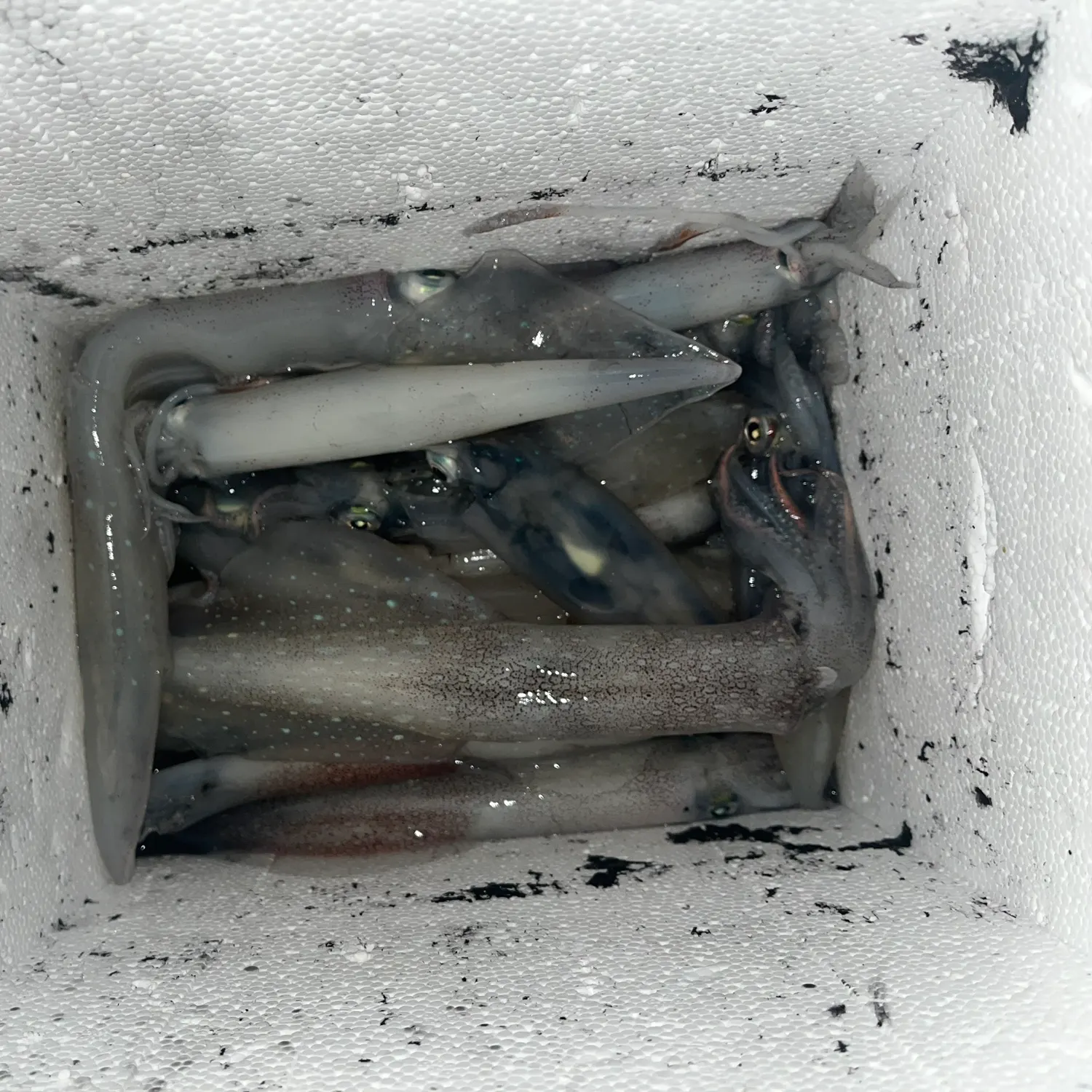 The most recent Longfin inshore squid catches on Fishbrain
